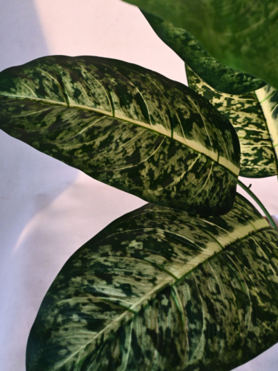 Artificial Dieffenbachia Plant With Basic Black Pot - Image 7