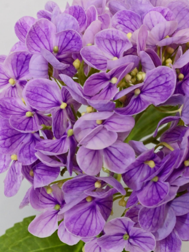 Flower Stick (Blue, Lavender) - Image 11